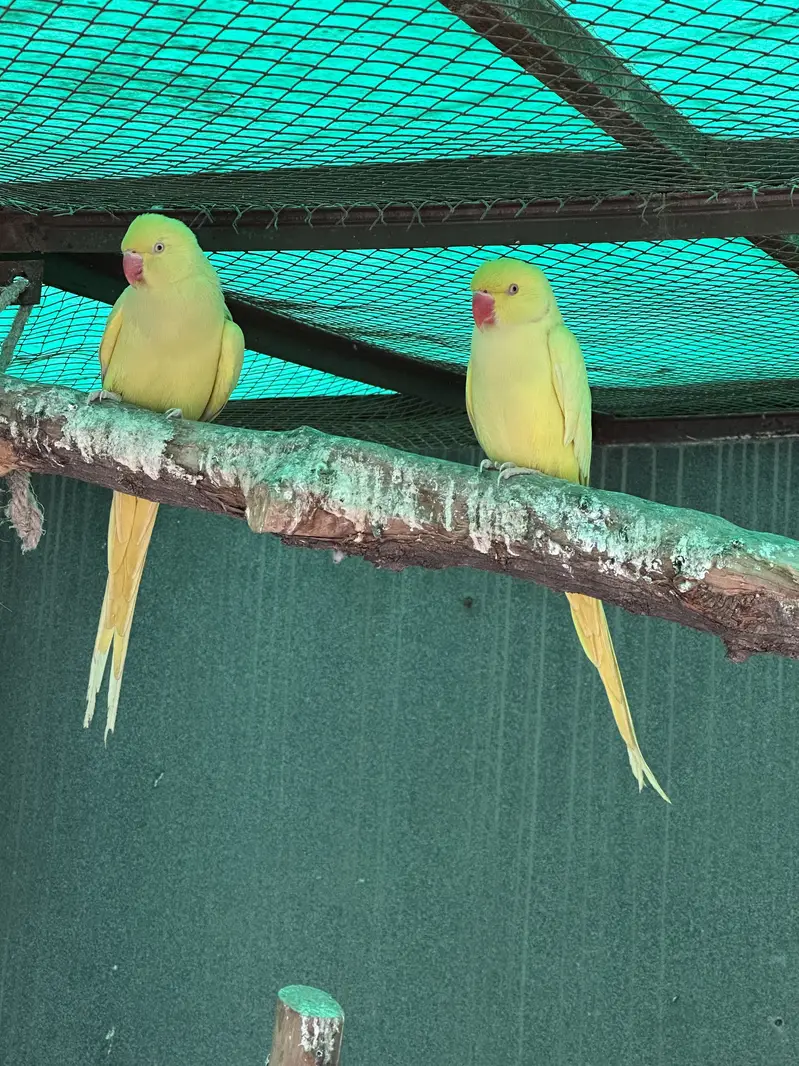 Yellow Ringneck - Excellent Quality - Healthy & Active — photo 9