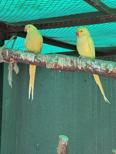 Yellow Ringneck - Excellent Quality - Healthy & Active