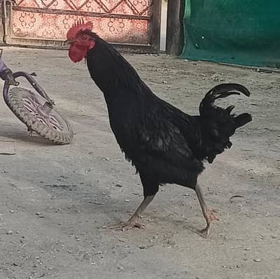 four Cock