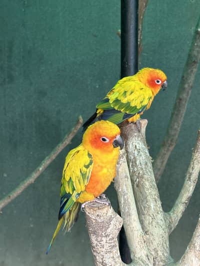 Sun Conures - Excellent Quality With DNA