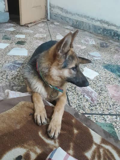 German Shepherd Single Coat for sell