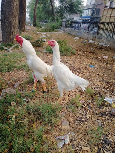 paperwhite japanese shamo  pair eggs or chicks available ha %orignal