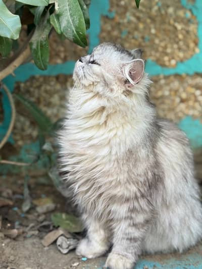 Persian Cat with 1-Month-Old Kittens for Sale 