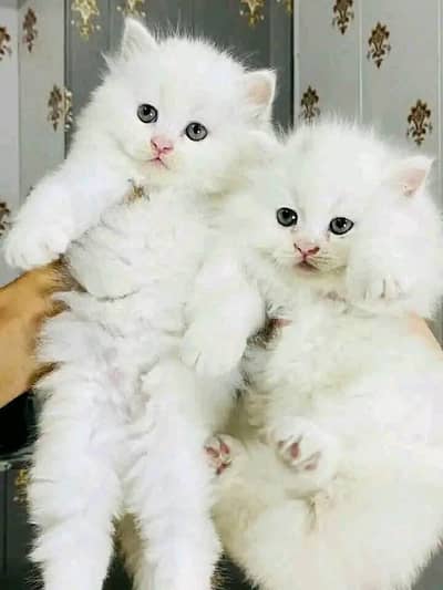 Persian cat for sale age 2 month 0323/056/58/33 WhatsApp no