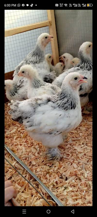 brahma chicks 03280058008