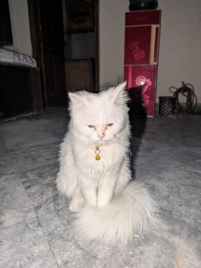 Persian Cat