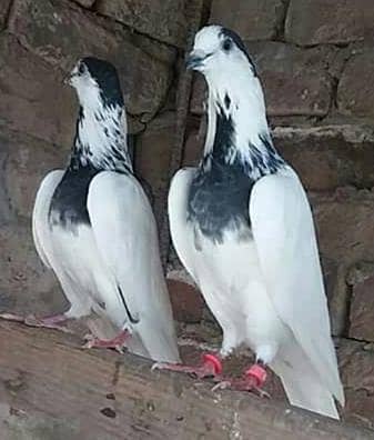 79 walay pairs required