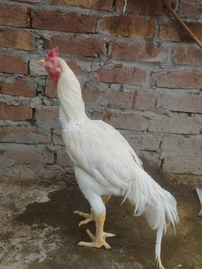 Big kana white aseel murga