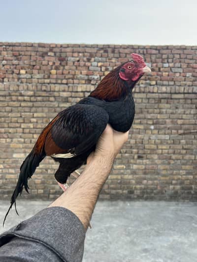 High quality aseel Murgha