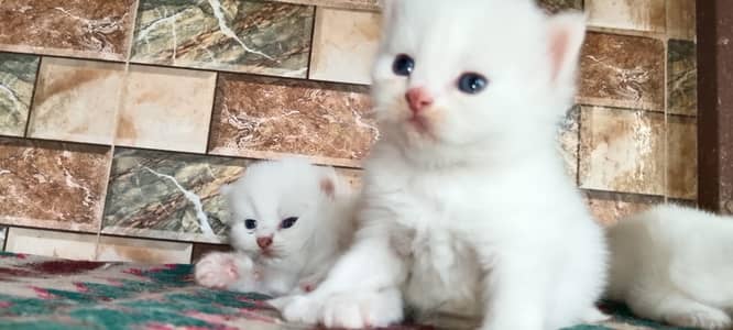 Persian 1 month baby white sky blue eyes