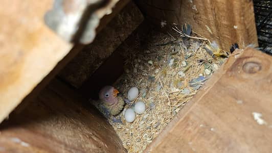 lovebird breeder pair for sale with egg and cheek