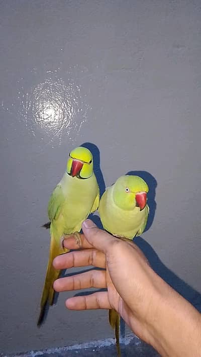 Green rink neck  piar