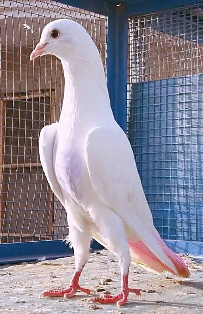 High Quality  low Flyer Pegion