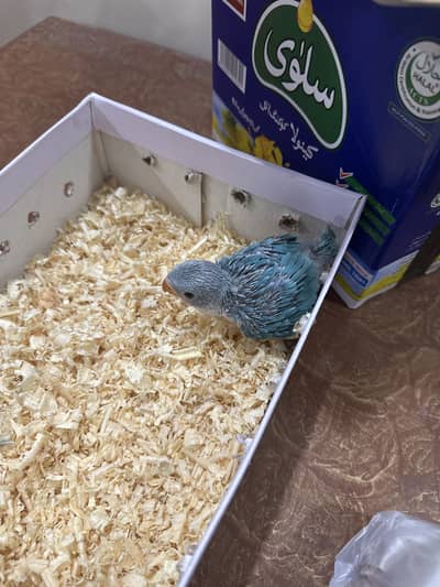 Blue ringneck baby