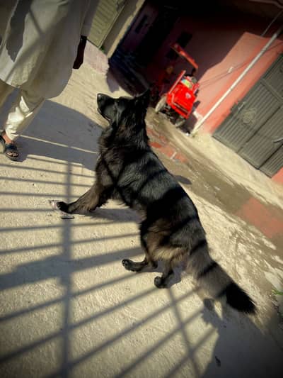 German Shepherd