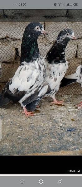 home breed teddy golden kamagar lakhy for sale