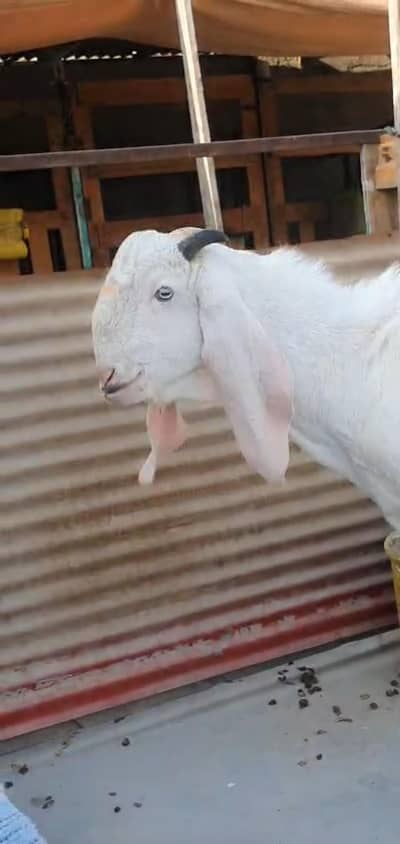 khassi bakray for sell