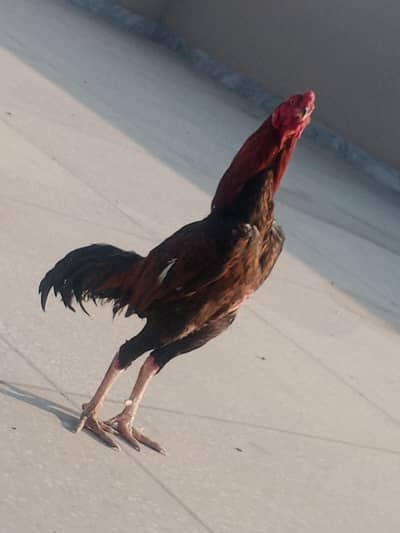 Lakha Aseel patha breeder