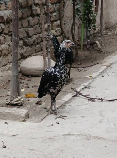 Aseel cheny pathiyan pathy