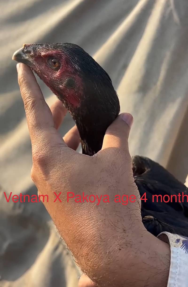 Imported pathiyan 10