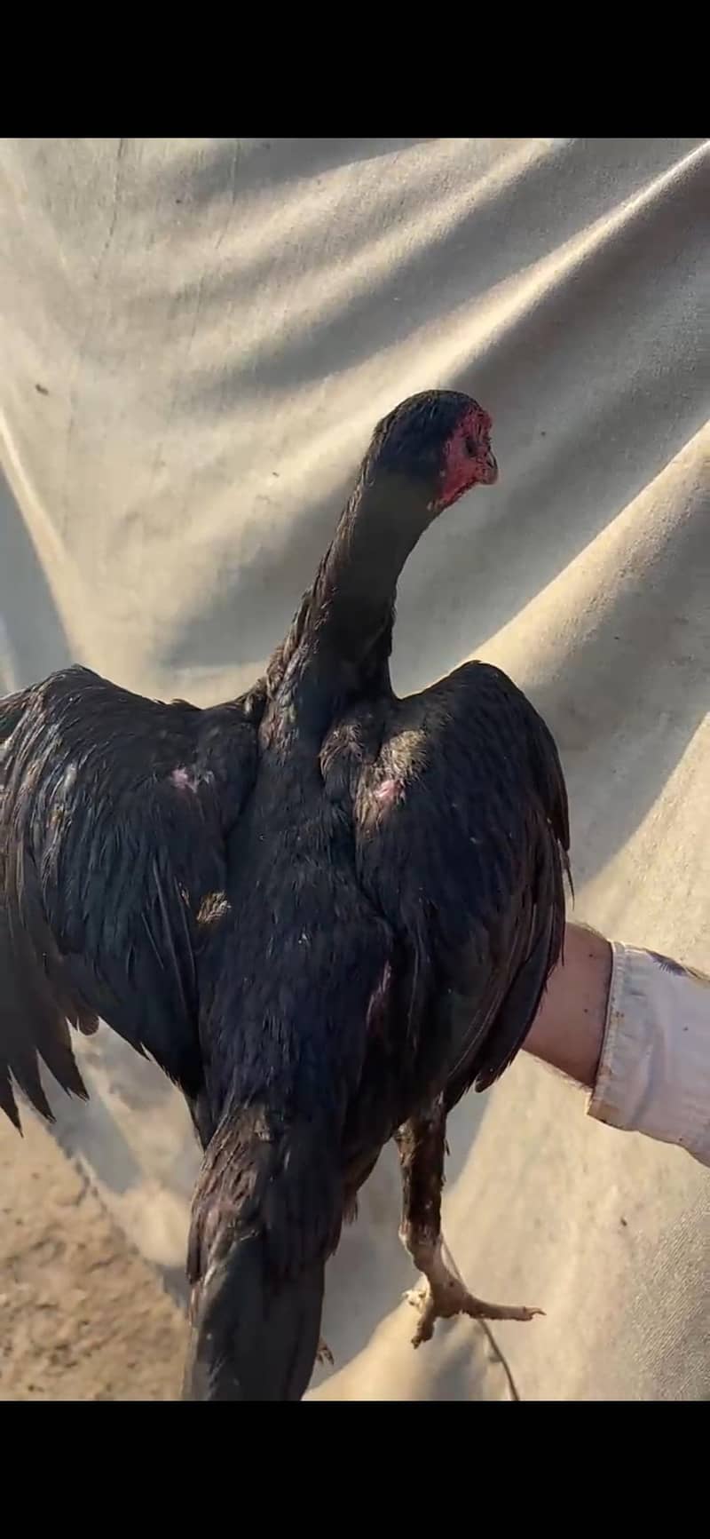 Imported pathiyan 11