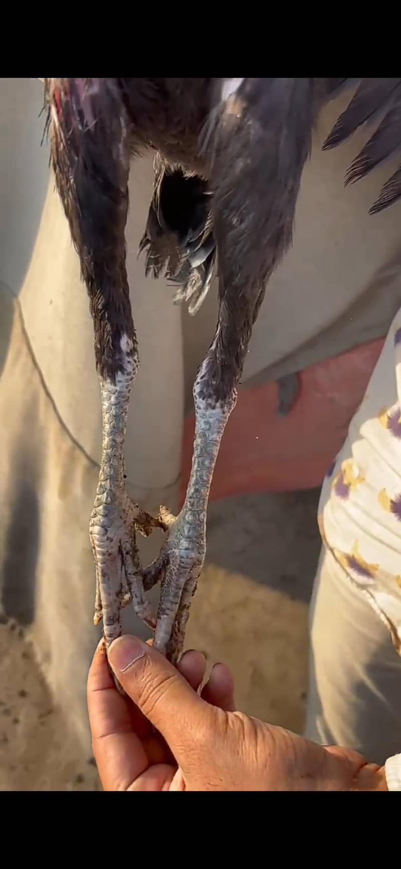 Imported pathiyan 12