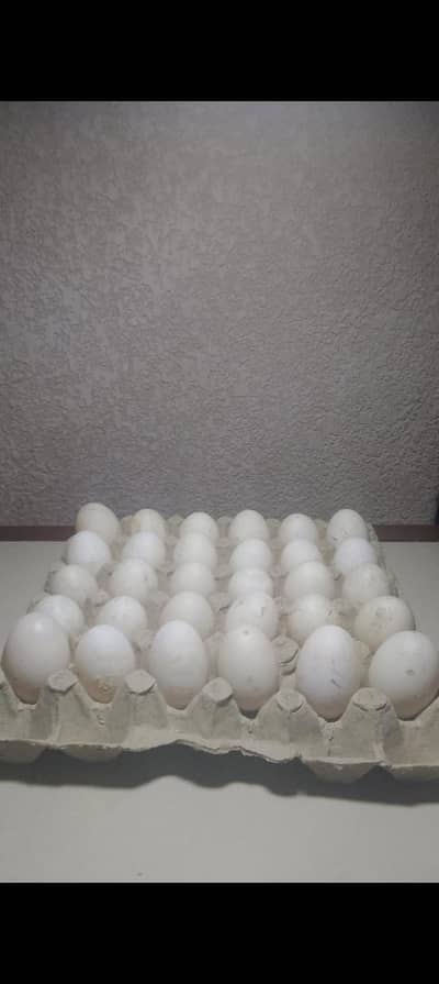 duck fertile eggs