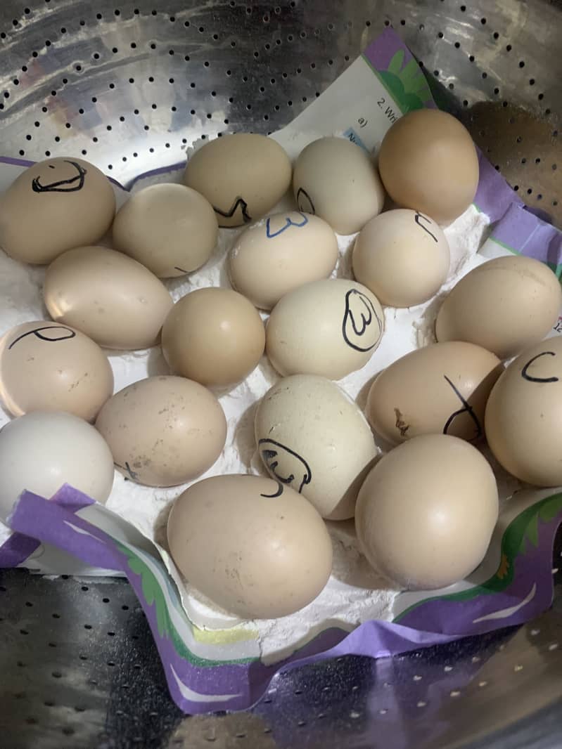 Eggs available 5