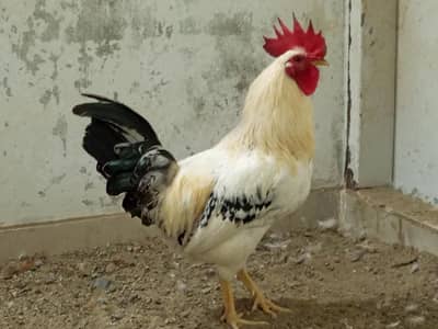 Golden Misri Mugha (Roaster) for Sale