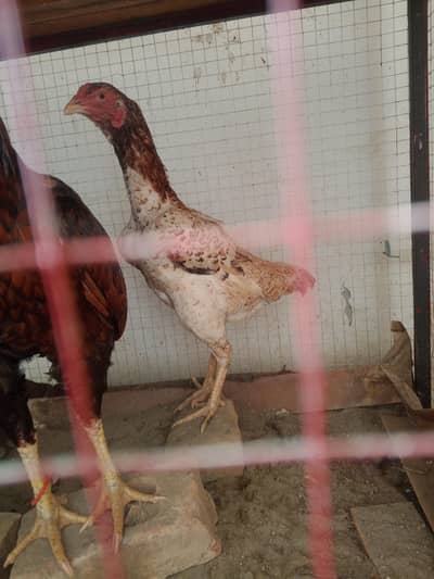 seal batana mein 03156011881