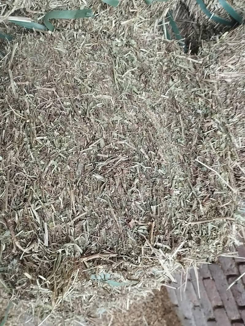 بکریوں کی بہترین اور سستی خوراک 2