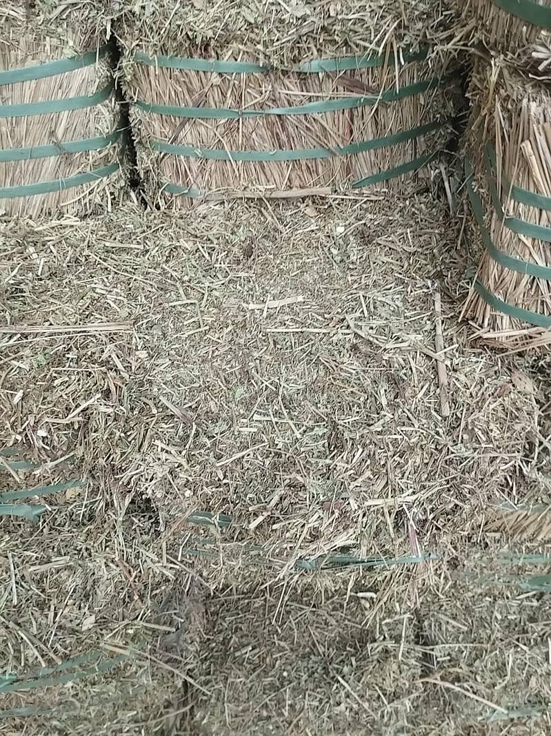 بکریوں کی بہترین اور سستی خوراک 3