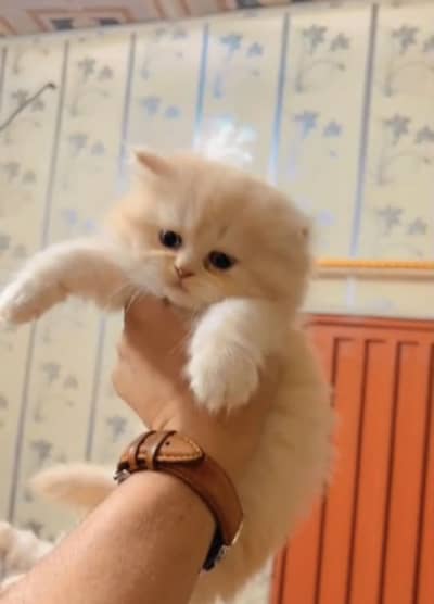 Persian kitten