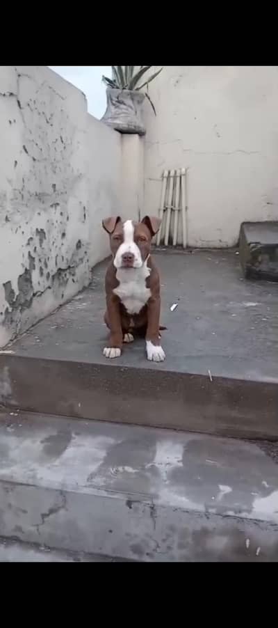 American pitbull