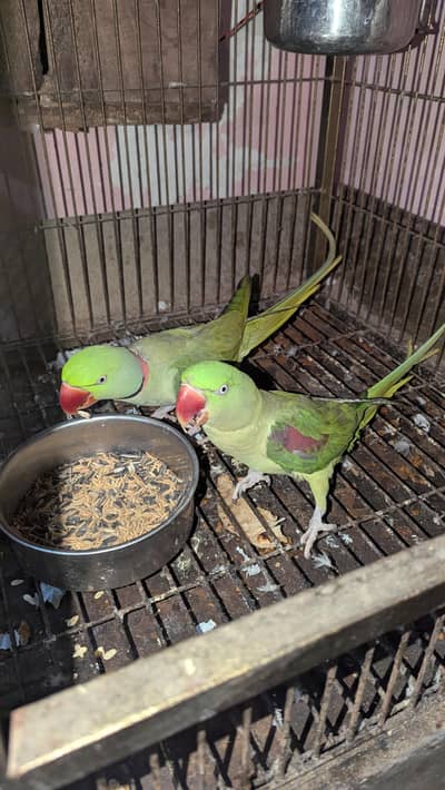 kashmiri ra parrot braider pair