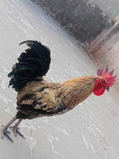 Healthy Desi Murga + 2 Murgiyan (Trio Set) – 1.5 Year Age