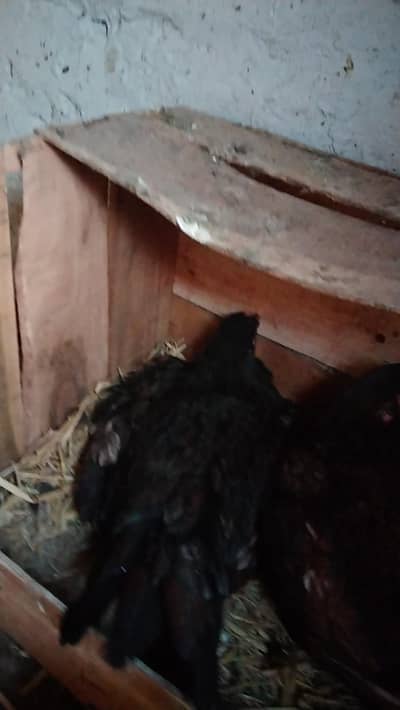 aseel kruk murgi for sale