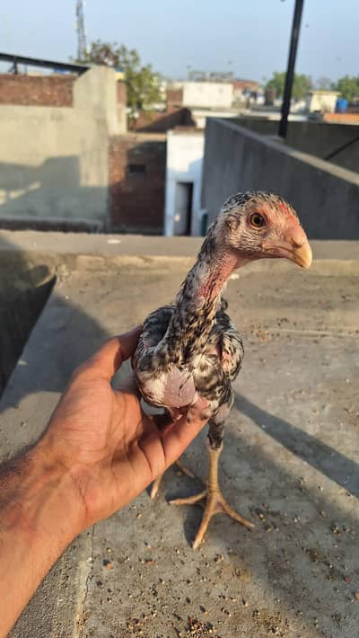 shamo chicks | coco shamo chicks | Lakha Aseel chicks | white shamo