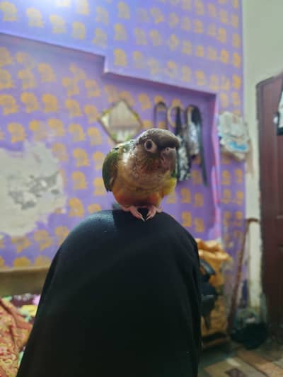 hand tamed yellow sided conure