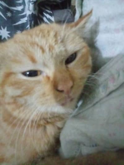 Persian pair for sale