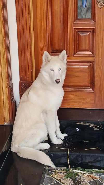 High quality husky male