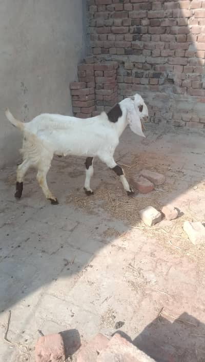 Bakra 2026 qurbani qurbani se pakka ki dawa