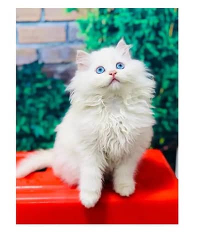 Persian kittens for sale