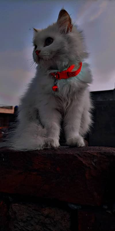 Persian kittens for sale