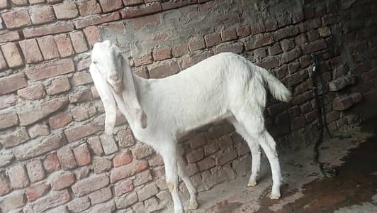 bohat achi quality white gulabi khasi bakra for sale regunt
