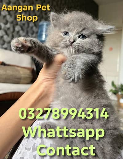 Cute Healthy Vaccinated Cats Available – Home Raised