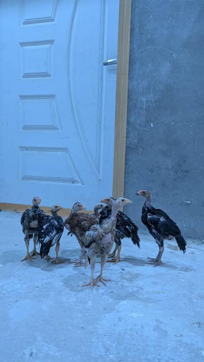 full healthy asele meyawale nasal