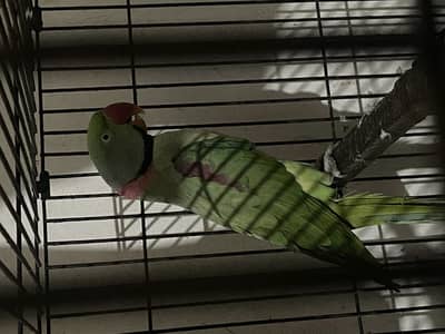 Breeder Male Raw Tota – 5 Saal Ka Healthy Bird