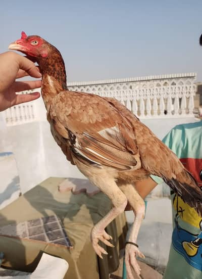 Aseel female for sale