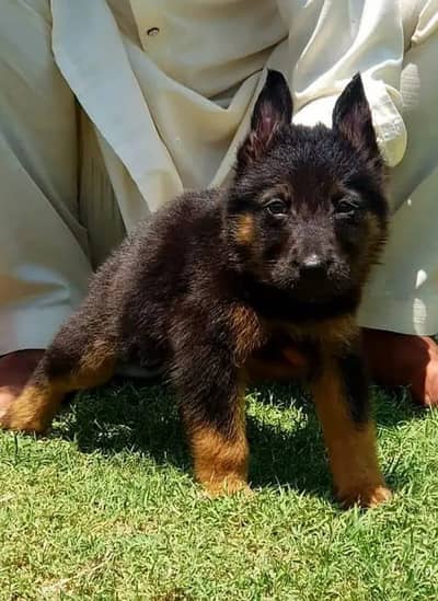German Shepherd long coat puppy healthy active my 03134925408